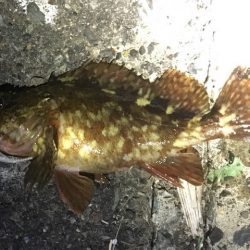 焼津港　シーバス、カサゴ好調　石津浜ではヤリにかわりスルメ！？